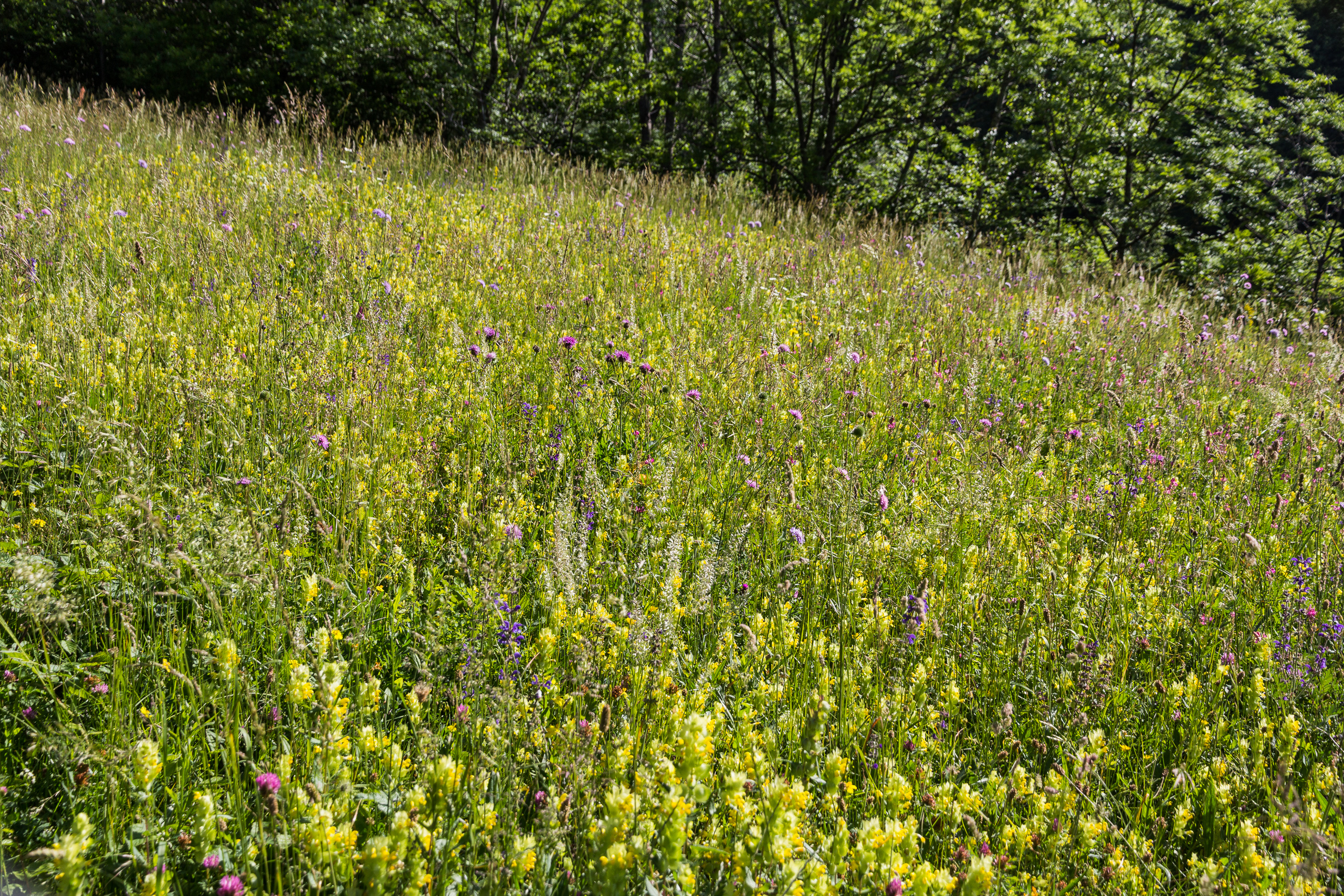 Artenreiche Bergwiese am Aufstieg zum Moncenisio